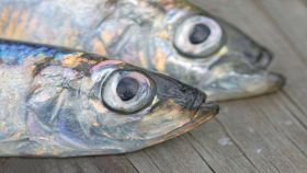 Pesce fresco con gli occhi bene aperti