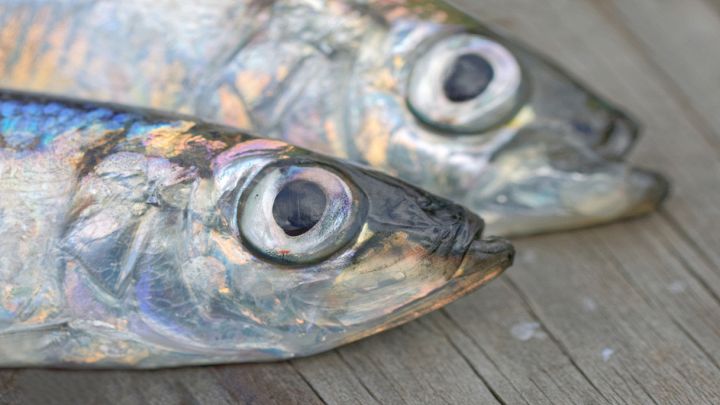 Pesce fresco con gli occhi bene aperti