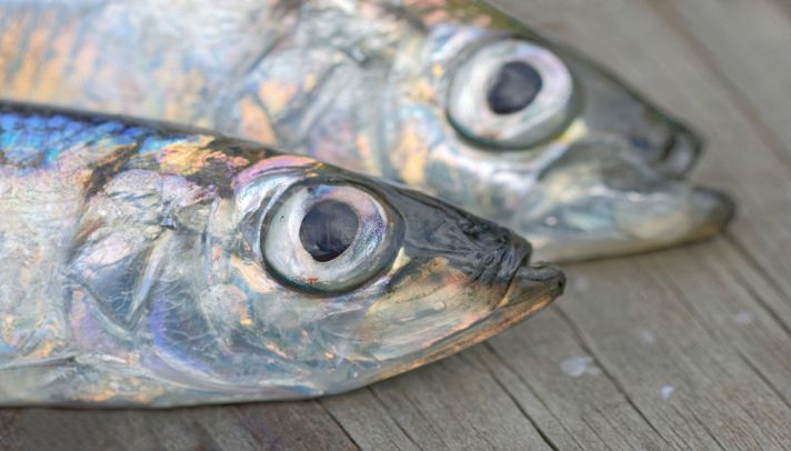 Occhi Di Pesce 3D Olografici Color Verde Riflettente Per Esche Da Pesca – 4/5/6/7/8/9/10mm – FINE
