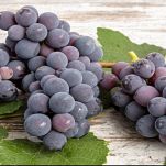 risotto-con-uva-fragola-uva