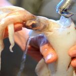 totanetti-con-piselli-pulizia-totani