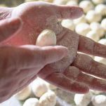 impasto crespelle con anciove