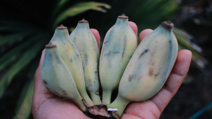 Particolari e gustose banane verdi fresche