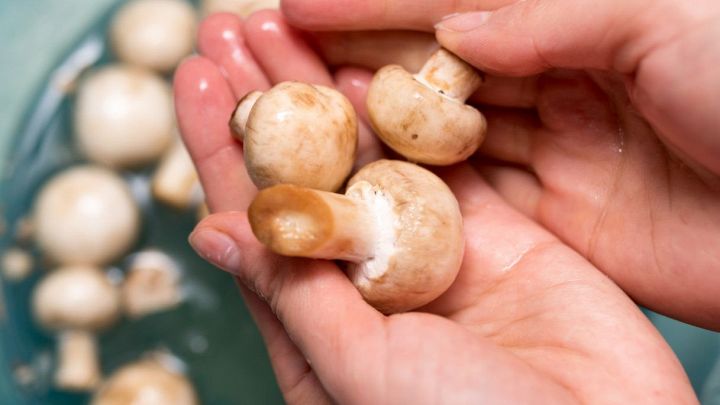 Funghi sciacquati