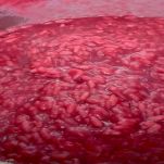 risotto-barbabietola-e-stracchino-mantecata