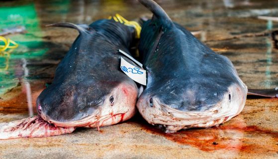 Zuppa di pinne di squalo: crudeltà