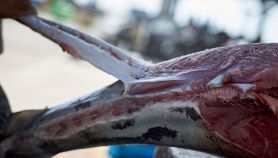 Squalo per zuppa di pinne