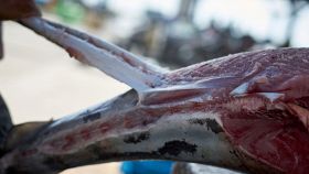 Squalo per zuppa di pinne