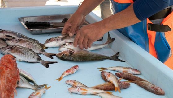 Bancarella del pesce al mercato