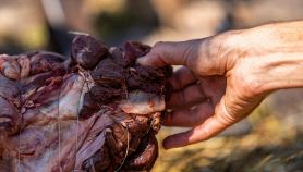 Consumo di carne di cavallo