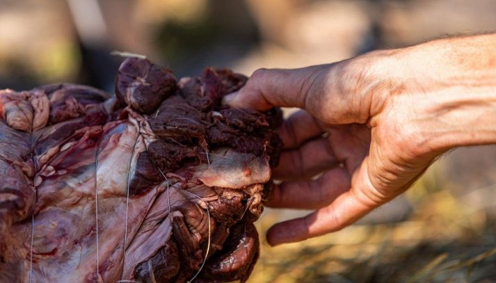 Consumo di carne di cavallo