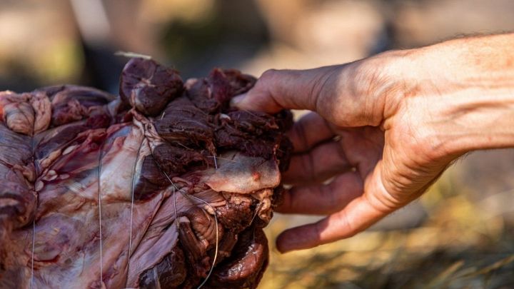 Consumo di carne di cavallo