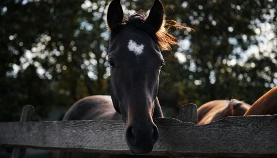 Cavalli in recinto in un maneggio