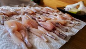 Cosce di rana crude su carta assorbente