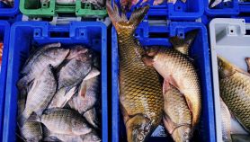 Pesce fresco nelle cassette del mercato ittico