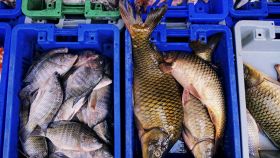 Pesce fresco nelle cassette del mercato ittico