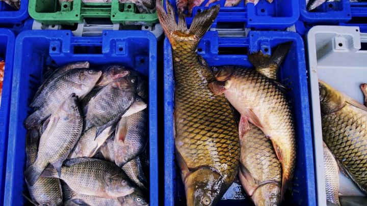 Pesce fresco nelle cassette del mercato ittico