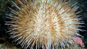 Riccio di mare artico