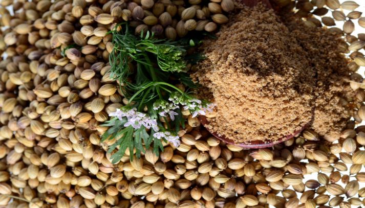 Semi di coriandolo fresco e coriandolo in polvere