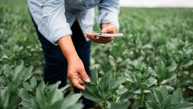 Operatrice controlla su smartphone dati sulle colture