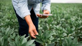 Operatrice controlla su smartphone dati sulle colture