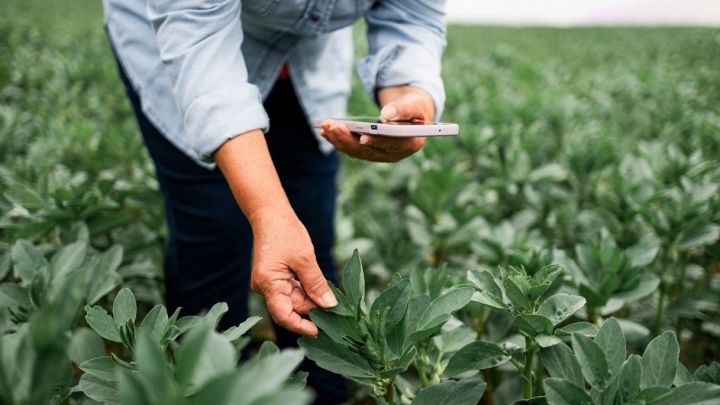 Operatrice controlla su smartphone dati sulle colture