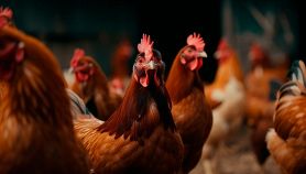 Allevamenti di pollo e influenza aviaria