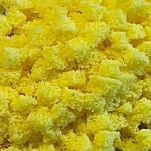 cheesecake-mimosa-pan-di-spagna