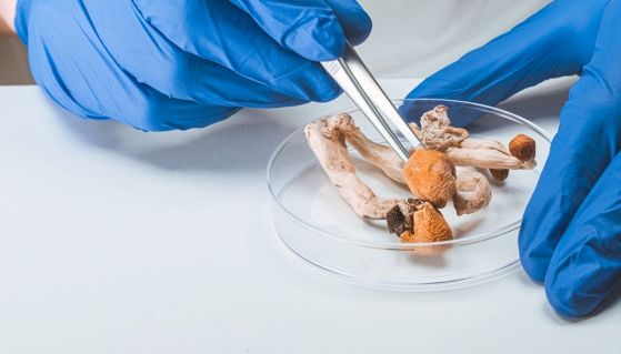 Funghi e ricerca in laboratorio