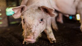 Maiale all'interno di un allevamento