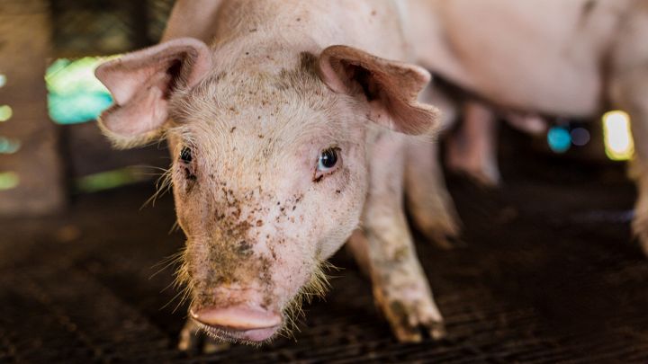 Maiale all'interno di un allevamento