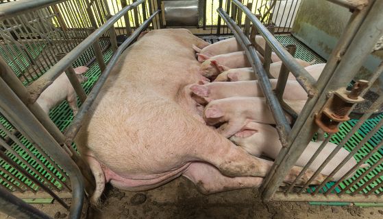 Maialini cercano di bere il latte dalla scrofa in un allevamento