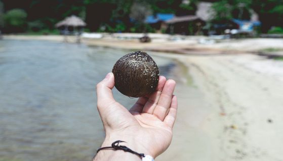 Mano di uomo con piccola noce di cocco e mare sullo sfondo