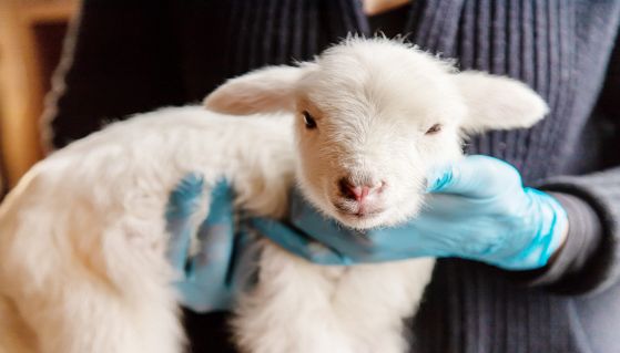 Veterinario tiene in braccio un dolcissimo-agnello