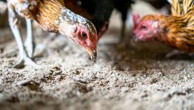 Polli che beccano carcasse in un allevamento intensivo