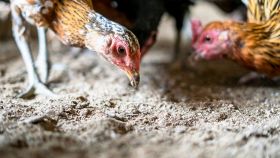 Polli che beccano carcasse in un allevamento intensivo