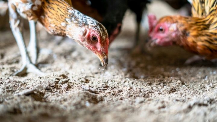 Polli che beccano carcasse in un allevamento intensivo