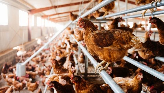 Allevamenti intensivi di pollo in Italia