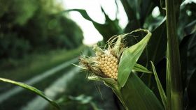 Campo di mais e coltivazione