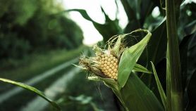 Campo di mais e coltivazione