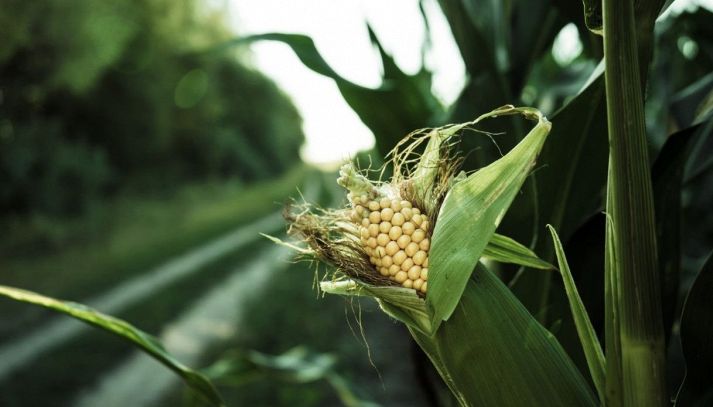 Campo di mais e coltivazione