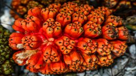 Frutta tropicale esotica Pandanus tectorius