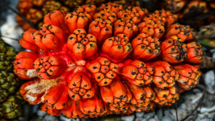Frutta tropicale esotica Pandanus tectorius