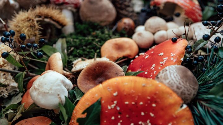 Funghi misti nel bosco