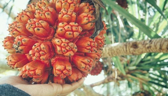 Mano sorregge un grande hala fruit