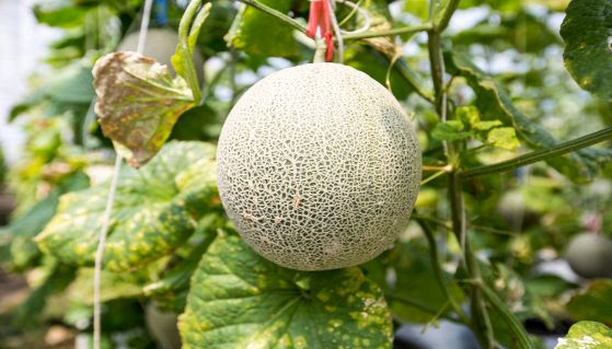 Meloni freschi crescono in una serra