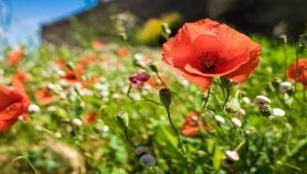 Meraviglioso papavero rosso in un prato con altri fiori