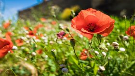Meraviglioso papavero rosso in un prato con altri fiori