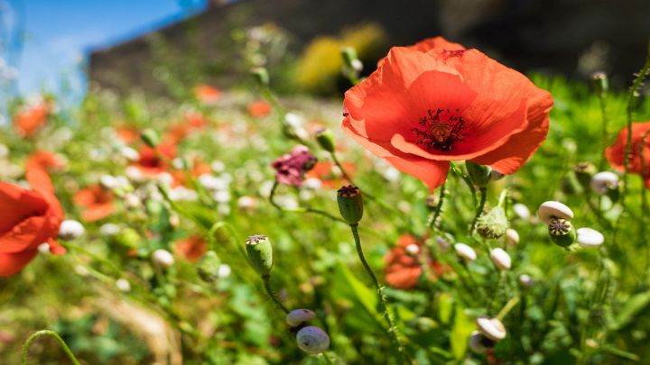 Meraviglioso papavero rosso in un prato con altri fiori