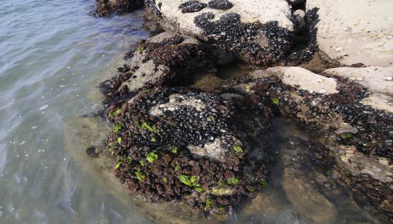 Molluschi attaccati alla roccia del mare